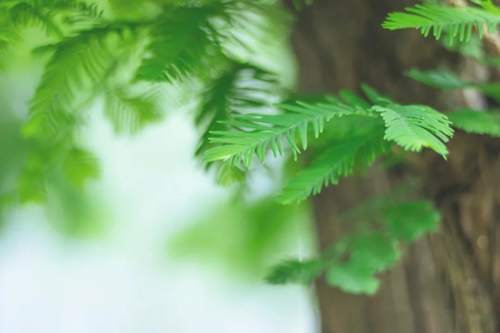 家居風(fēng)水雜談:影響家居健康的風(fēng)水?dāng)[設(shè)有哪些?